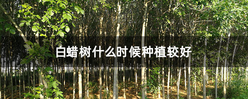 白蠟樹什么時(shí)候種植較好