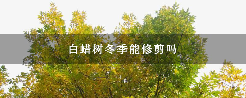 白蠟樹冬季能修剪嗎