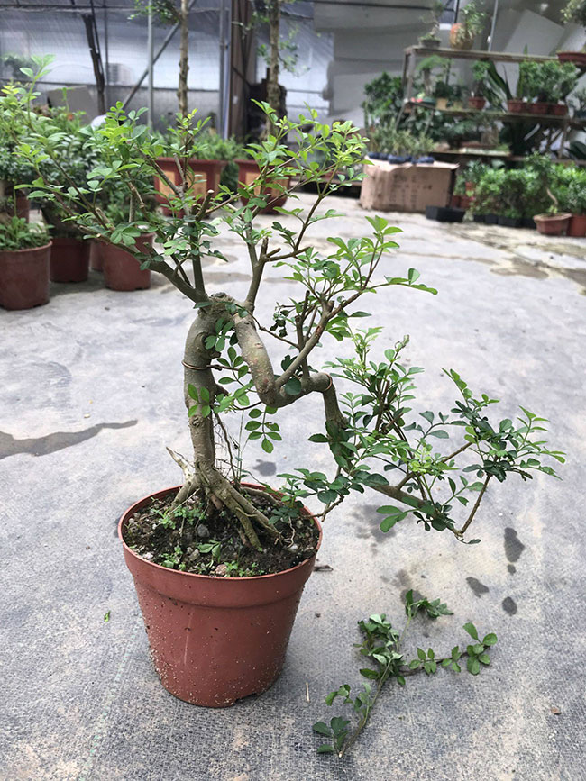 對節白蠟苗