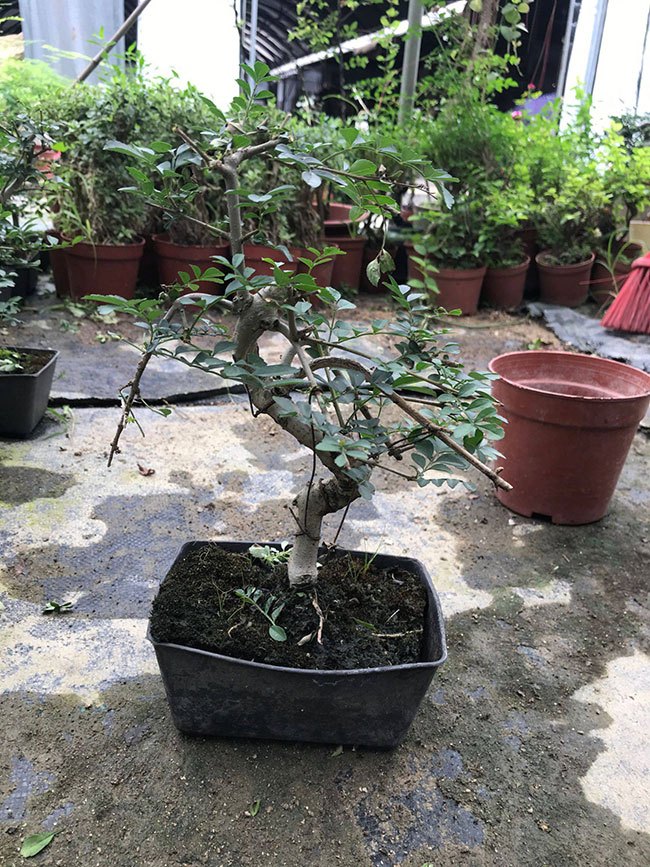 對節白蠟苗