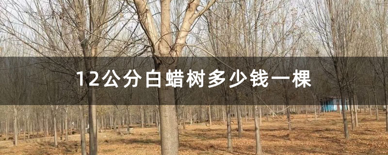 12公分白蠟樹多少錢一棵