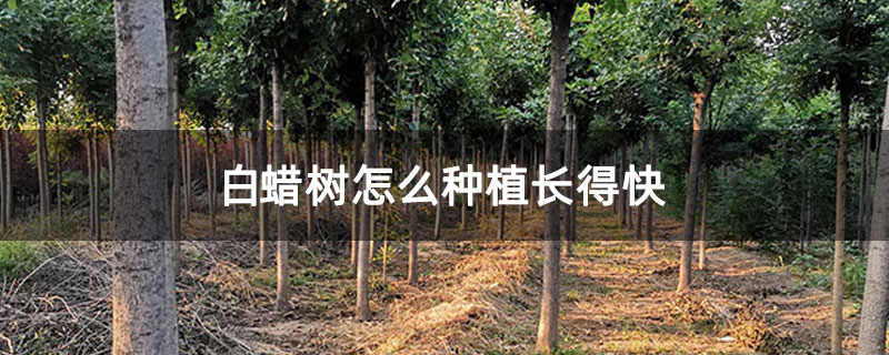 白蠟樹怎么種植長得快