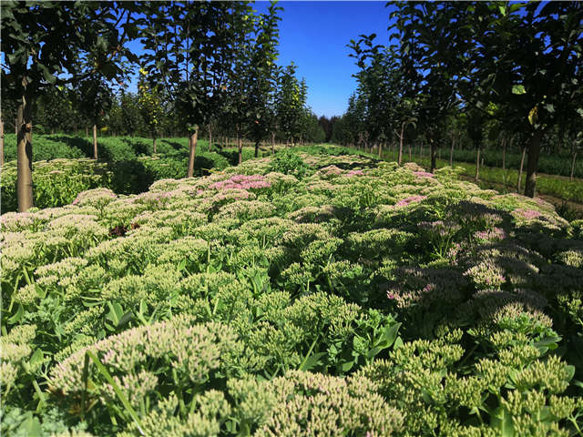 沭陽長景園林八寶景天種植基地實拍圖片