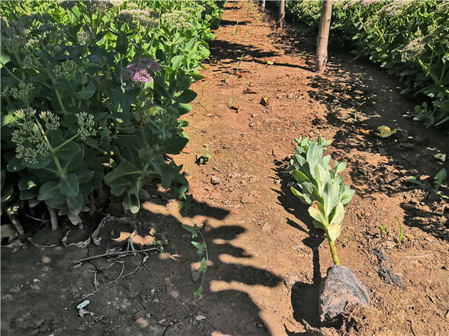 沭陽(yáng)長(zhǎng)景園林八寶景天種植基地實(shí)拍圖片