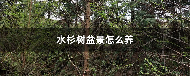 水杉樹盆景怎么養