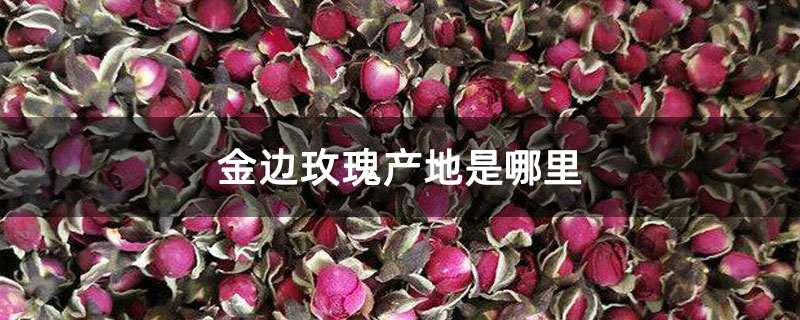 金邊玫瑰花多少錢一斤