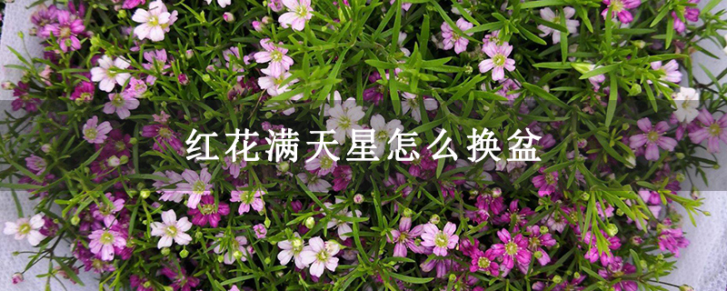 紅花滿天星怎么換盆