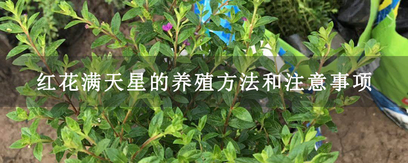 紅花滿天星的養(yǎng)殖方法和注意事項(xiàng)