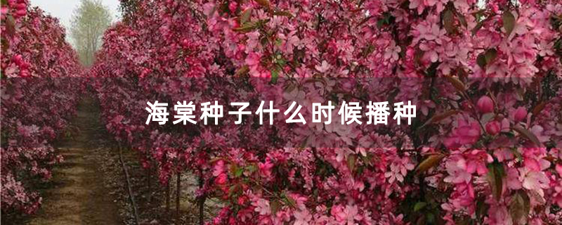海棠種子什么時(shí)候播種