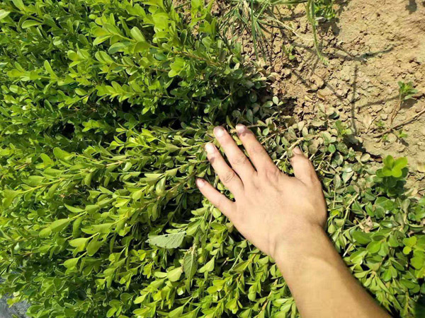 小葉黃楊種植基地實(shí)拍