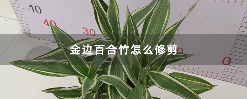 金邊百合竹怎么修剪