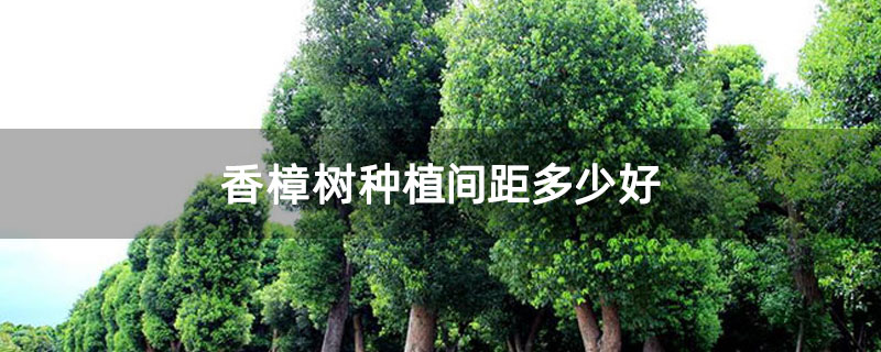 香樟樹種植間距多少好