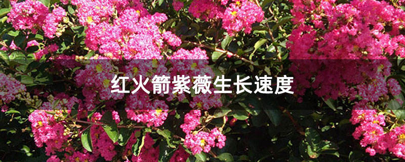 紅火箭紫薇生長速度