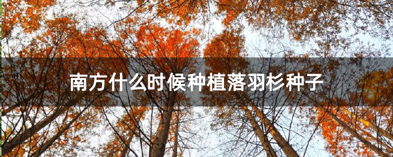 南方什么時候種植落羽杉種子