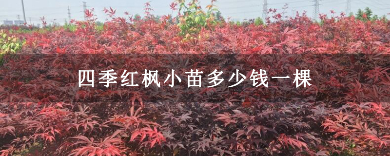 四季紅楓小苗多少錢一棵