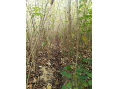 巨紫荊多少錢？巨紫荊價格最新市場預測