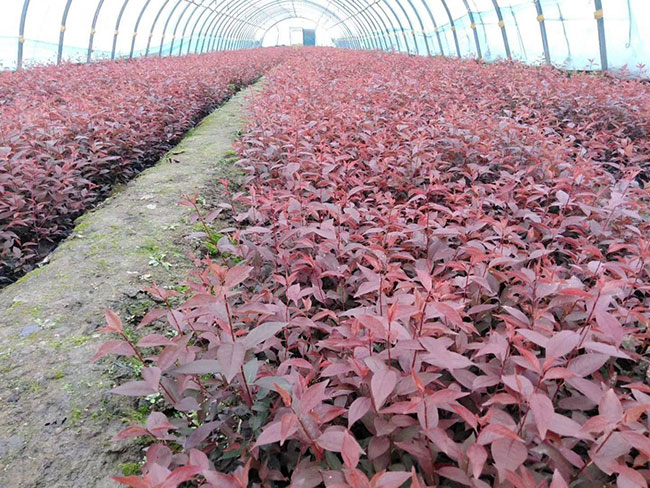 紅葉李