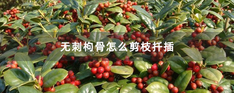 無(wú)刺枸骨怎么剪枝扦插