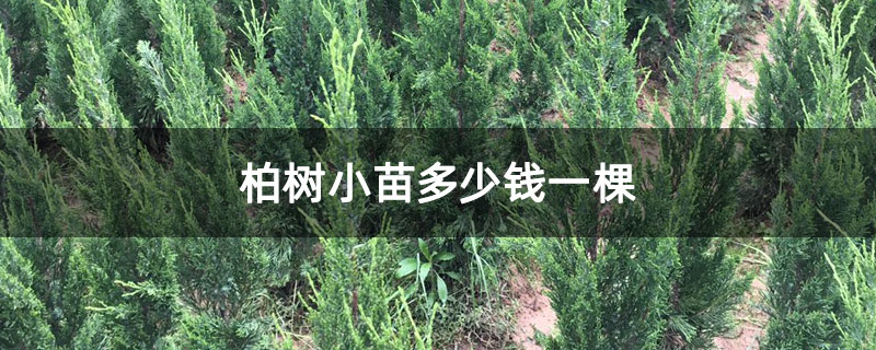 柏樹小苗多少錢一棵