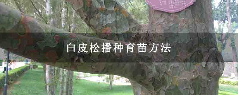 白皮松播種育苗方法