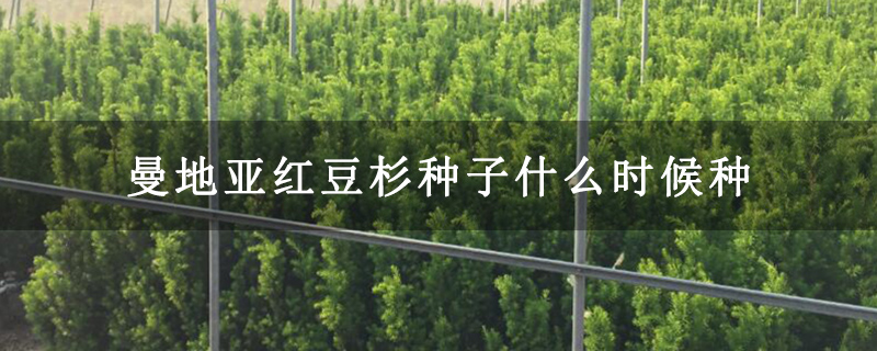 曼地亞紅豆杉種子什么時候種