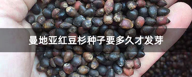 曼地亞紅豆杉種子要多久才發(fā)芽
