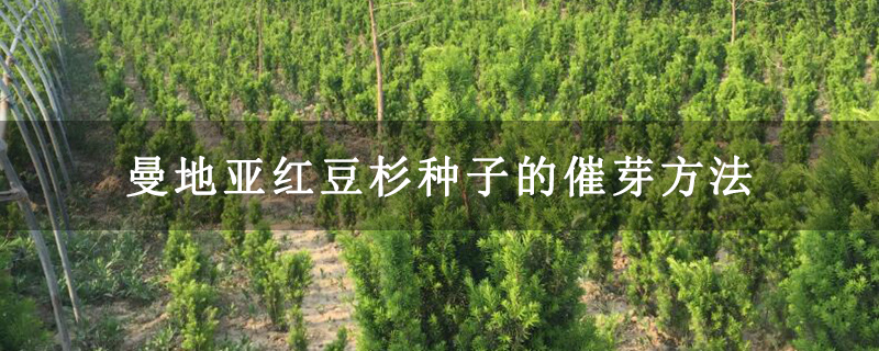 曼地亞紅豆杉種子的催芽方法