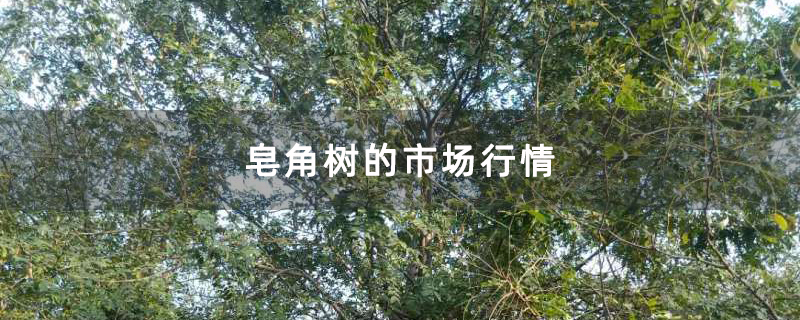 大皂角樹