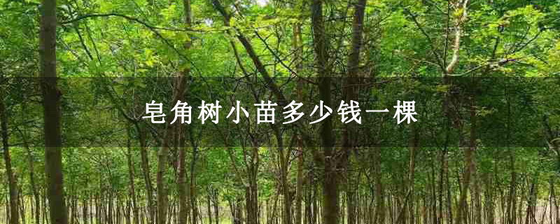 皂角樹小苗多少錢一棵