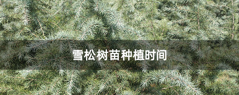 雪松樹(shù)苗種植時(shí)間