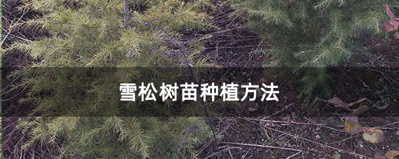 雪松樹苗種植方法