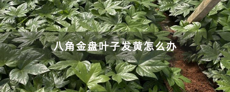 八角金盤葉子發(fā)黃怎么辦