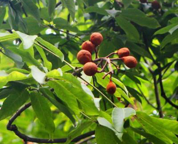 七葉樹果實(shí)
