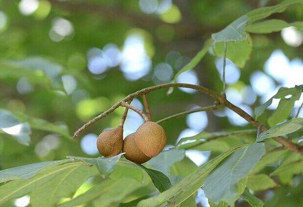 七葉樹果實(shí)