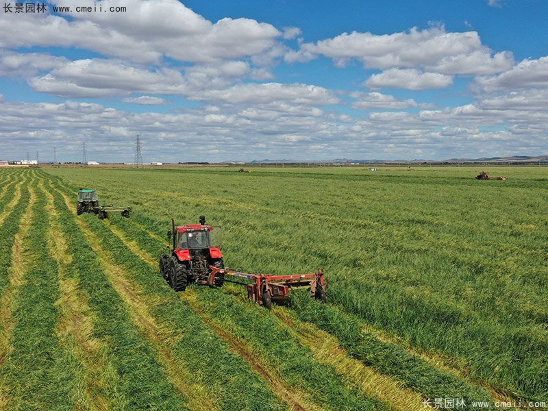 高產牧草大麥大面積種植豐收 高產牧草大麥大面積種植豐收