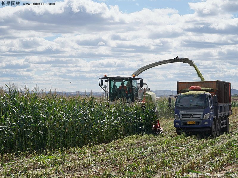 高產青貯牧草大麥機器收割存儲 高產青貯牧草大麥機器收割存儲