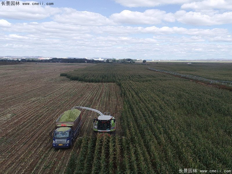 高產青貯牧草大麥豐收機械化收割 高產青貯牧草大麥豐收機械化收割