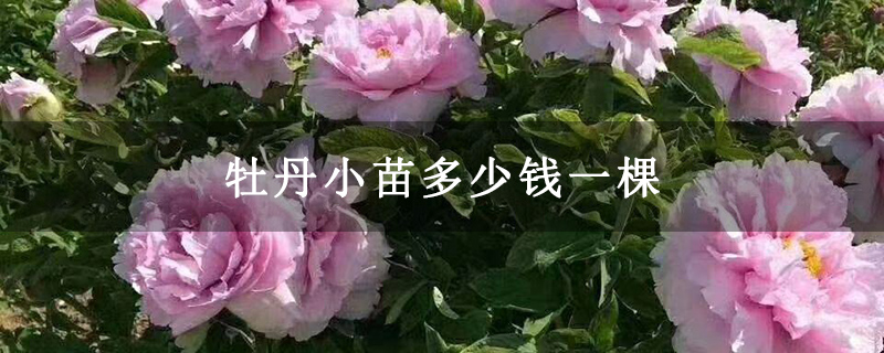 牡丹小苗多少錢一棵