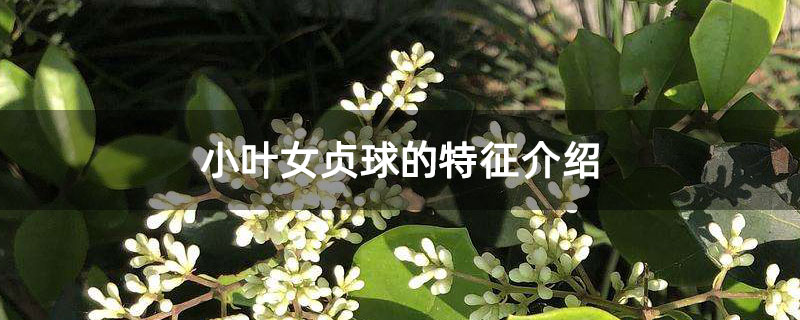小葉女貞球的特征介紹