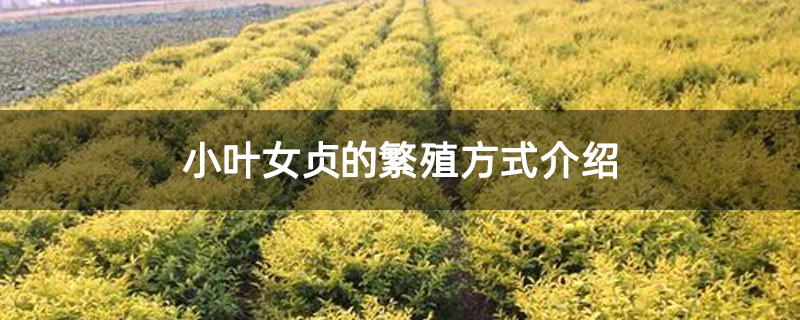 小葉女貞的繁殖方式介紹