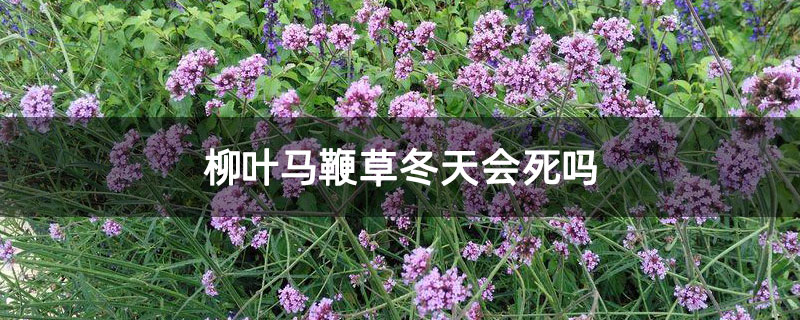 柳葉馬鞭草冬天會死嗎