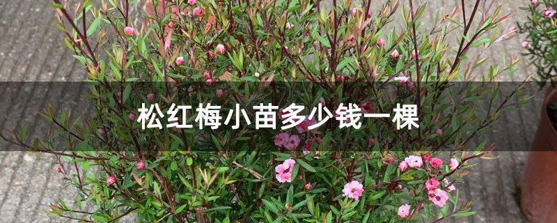 松紅梅小苗多少錢一棵