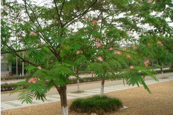 合歡樹2.jpg
