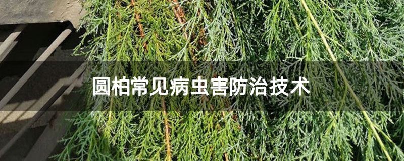 圓柏常見病蟲害防治技術(shù)