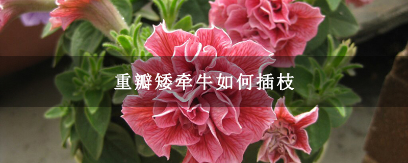 重瓣矮牽牛如何插枝
