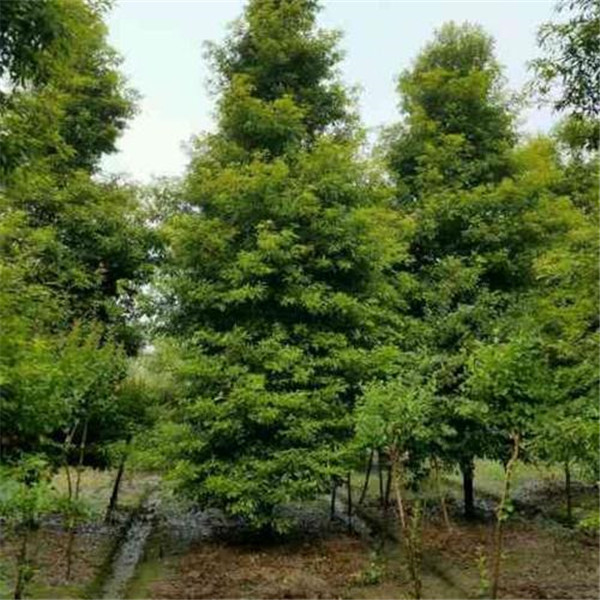 小葉楨楠圖片江蘇小葉楨楠基地實拍圖