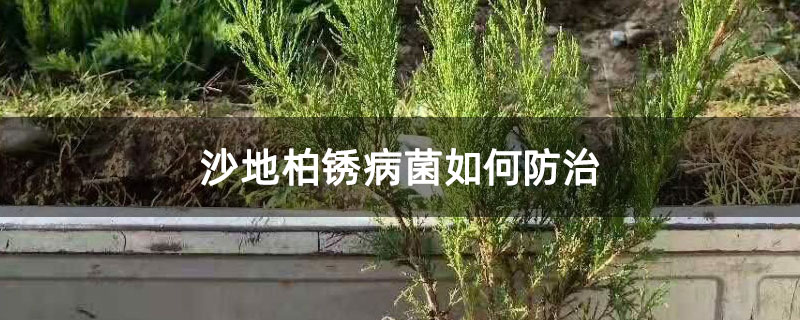 沙地柏銹病菌如何防治