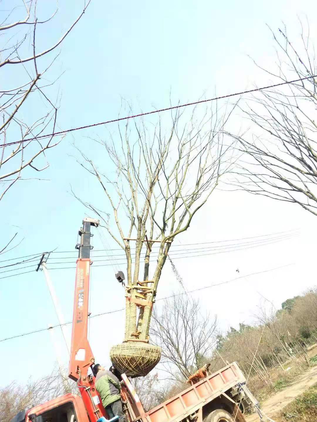 冠幅6米叢生樸樹價格多少錢一棵圖片