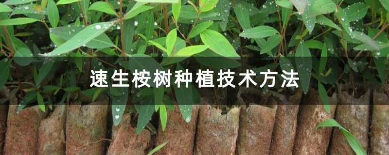 速生桉樹種植技術方法