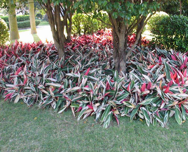 綠化帶里的七彩竹芋